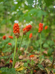 Aufrecht stehender Aronstab (Arum maculatum) mit roten Früchte.
