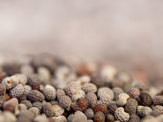 Extreme Makroaufnahme von Mohnsamen der ausgebreitet auf einen Oberfläche liegt.