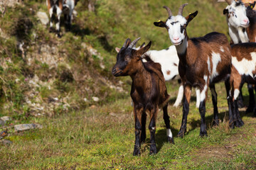 Flock of goats in the Austrian Alps. Vorarlberg, Austria
