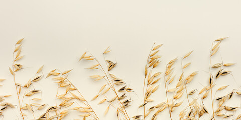 Close up ripe yellow ears of oats on beige color background. Top view ears of cereal crops, natural oats grain crop, harvest concept, minimal design, agricultural cereals plant, health food