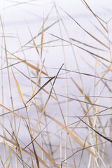 Abstract natural background of chaotic dry leaves of reed on violet lavender color background. Autumn leaves of pampas grass, blurry nature fon. Dry reeds boho style. Close up stems of tall grass