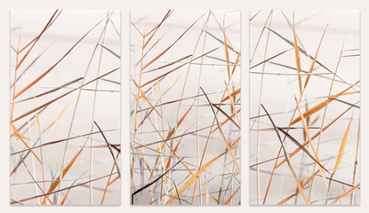 Minimal nature monochrome landscape, natural stems and leaves texture phone backgrounds, wild grass reeds as natural style stories templates, aesthetic natur wild plants, beige pastel color - obrazy, fototapety, plakaty