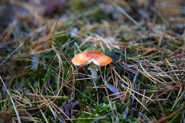 Small orange mushroom in the moss and fallen needle, selective focus