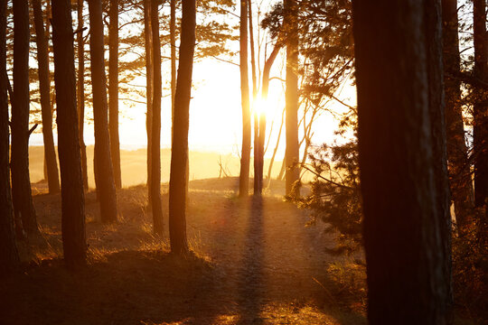 View on a golden sunset trouth the black forest , selective focus