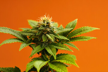 Marijuana plants long banner. Beautiful tropical cannabis background. New look on agricultural strain of hemp. Vibrant exotic cannabis with leaves and buds on orange colors