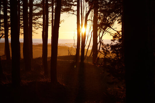 View on a golden sunset trouth the black forest , selective focus