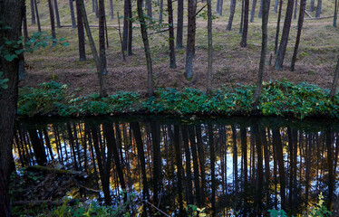 Fototapeta premium Reflection of the autumn forest in the water of a river, selective focus
