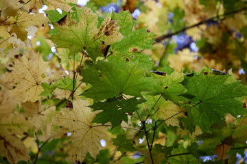 Yellow autumn leaves on a tree, selective focus