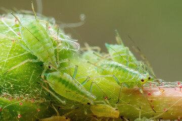 Aphid Colony Close-up. Greenfly or Green Aphid Garden Parasite Insect Pest Macro on Green Background