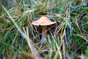 Small mushroom in the moss and fallen needle, selective focus