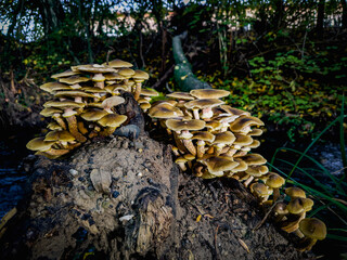 mushrooms in the forest