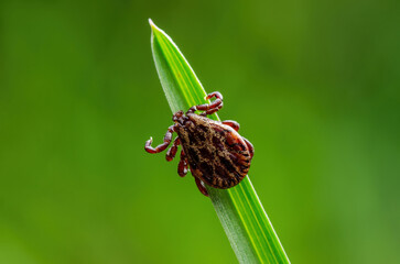 Fototapeta premium Encephalitis Tick Insect Crawling on Grass. Lyme Borreliosis Disease, Encephalitis, DTV or Powassan Virus Infectious Dermacentor Tick Arachnid Parasite Macro.