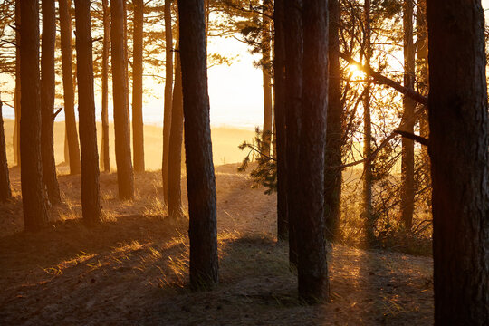 View on a golden sunset trouth the black forest , selective focus