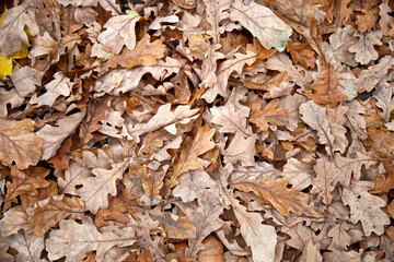 Fallen autumn oak leaves, selective focus, background texture