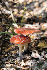 Fly agaric or Fly amanita (Amanita muscaria) is a basidiomycete of the genus Amanita. 