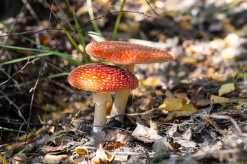 Fly agaric or Fly amanita (Amanita muscaria) is a basidiomycete of the genus Amanita. 