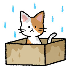 雨に濡れている捨て猫