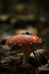 Amanita muscaria Macro photo. Concept of environment and nature of autumn forest in detail. Lonely red fly agaric is poisonous and dangerous inedible mushroom that grows in autumn forest.