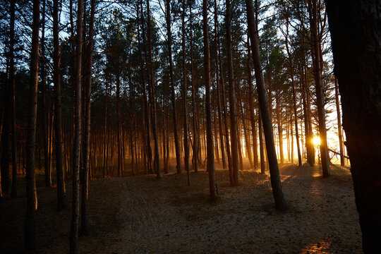View on a golden sunset trouth the black forest , selective focus
