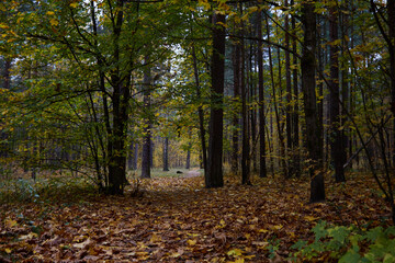 Beautiful autumn forest full of fallen coloured leaves, selective focus