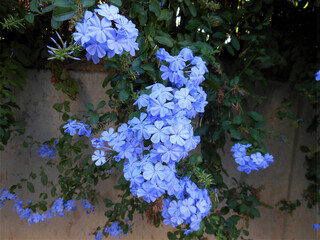 Plumbago Auriculata or Blue Jasmine flowers