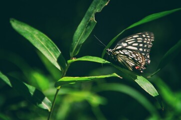 butterfly on a flower