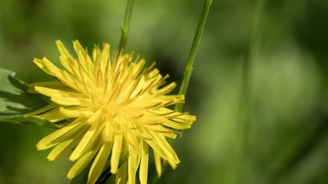 Time lapse of blooming dandelion flower