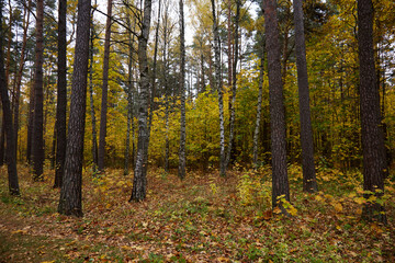 Obraz premium Beautiful autumn forest full of fallen coloured leaves, selective focus