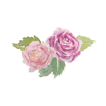 Watercolor hand drawn vintage pink roses with green leaves isolated on white background.