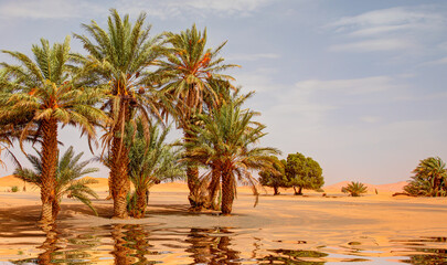 Sand dunes surround the oasis - Sahara, Morocco - obrazy, fototapety, plakaty