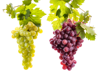 PNG. Bunches of green and pink grapes.