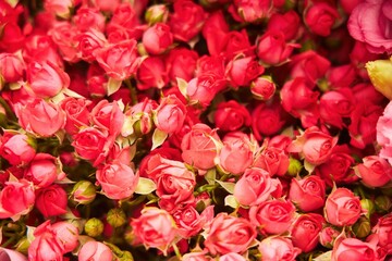 The composition is made by florists from fresh flowers rose at the party, wedding or celebration.