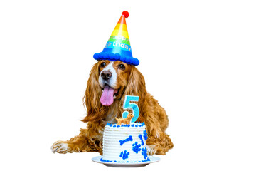 Birthday dog pet with cake and a five-year-old candle