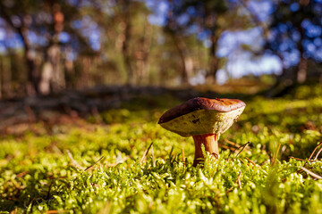 Fototapeta Podgrzybek, grzyb w lesie, piękny słoneczny dzień, zielona ściółka, ujęcie makro.  obraz