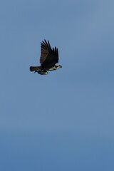 osprey is hunting a fish