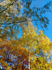 autumn trees in the park