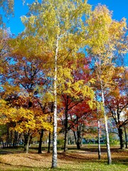 Fototapeta premium autumn in the park