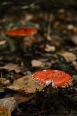 Concept of environment and nature of autumn forest in detail. Two red fly agaric poisonous and dangerous inedible mushrooms grow in autumn forest. Amanita muscaria Macro photo.