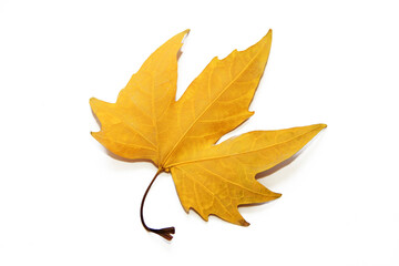 dry bright yellow maple leaves on a white background