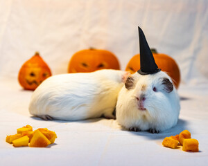 Guinea pigs dressed as witches with Halloween pumpkins in the background, cute animals dressed up for Halloween, Jack O Lantern with evil face and eyes, Halloween with pets