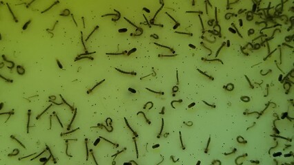 Concept of Dried black soldier fly maggots arranged on a wooden