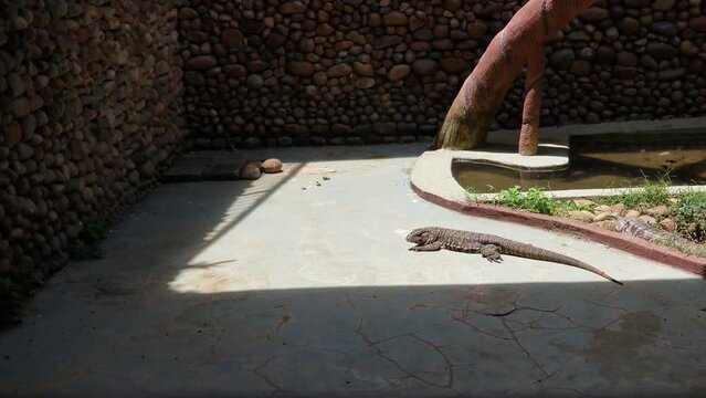 Argentine black and white tegu, Salvator Merianae sunbathing on the floor