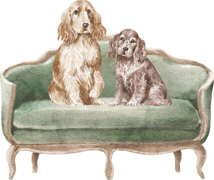 English Cocker Spaniel Dogs On The Couch