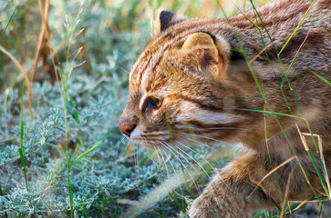 Chat-léopard,Chat léopard du Bengale ou le Chat de Chine,(Prionailurus bengalensis)