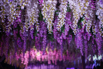 夜にライトアップされた薄紫色の藤の花