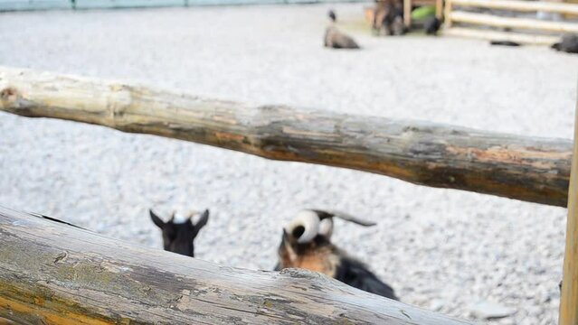 Shooting of animals. Goats on a farm