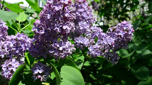 Lilac bush. Lilac in the spring
