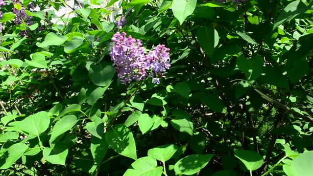 Lilac in the spring. Lilac bush