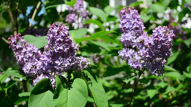 Lilac in the spring. Lilac bush