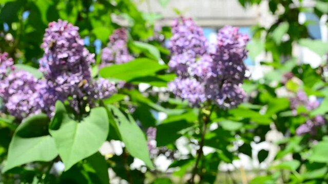 Lilac bush. Lilac in the spring